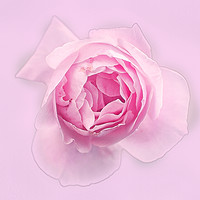 Buy canvas prints of Digitally manipulated Pink English rose  by PhotoStock Israel