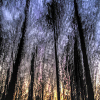 Buy canvas prints of Motion blurred trees in a forest by PhotoStock Israel