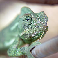 Buy canvas prints of close up of a chameleon by PhotoStock Israel