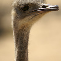 Buy canvas prints of Close up of an ostrich by PhotoStock Israel