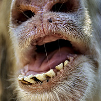 Buy canvas prints of Alpaca Lama pacos, closeup of the mouth and teeth by PhotoStock Israel