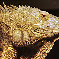 Buy canvas prints of common green IGUANA, Iguana iguana by PhotoStock Israel