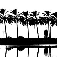 Buy canvas prints of silhouette of palm trees Israel by PhotoStock Israel