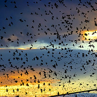 Buy canvas prints of flock of birds at sunset  by PhotoStock Israel