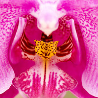 Buy canvas prints of Purple Orchid by PhotoStock Israel