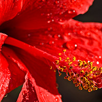 Buy canvas prints of Close up of a red Hibiscus by PhotoStock Israel