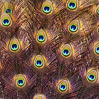 Buy canvas prints of Feathers of a peacock tail by PhotoStock Israel