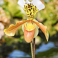 Buy canvas prints of Yellow white Orchid by PhotoStock Israel