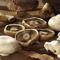 Buy canvas prints of Different types of mushrooms by PhotoStock Israel
