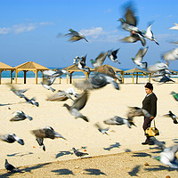 Buy canvas prints of Pigeons on the beach, Tel Aviv, Israel by PhotoStock Israel