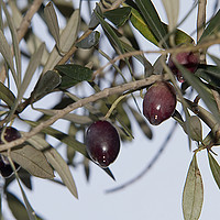 Buy canvas prints of Black Olives on an Olive tree by PhotoStock Israel