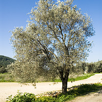 Buy canvas prints of Israel Galilee Olive tree  by PhotoStock Israel