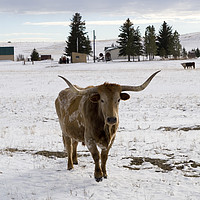 Buy canvas prints of bull in the snow Wyoming WY USA by PhotoStock Israel