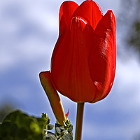 Buy canvas prints of Red tulip growing in a garden by PhotoStock Israel