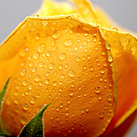 Buy canvas prints of Yellow rose by PhotoStock Israel