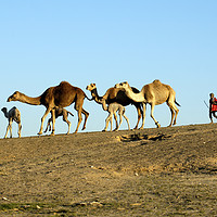Buy canvas prints of A bedouin and a herd of camels by PhotoStock Israel