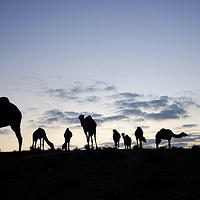 Buy canvas prints of A herd of camels by PhotoStock Israel