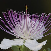 Buy canvas prints of Common Caper Capparis spinosa by PhotoStock Israel