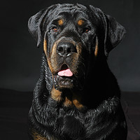Buy canvas prints of Rottweiler by PhotoStock Israel