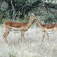 Buy canvas prints of Impala (Aepyceros melampus) by PhotoStock Israel