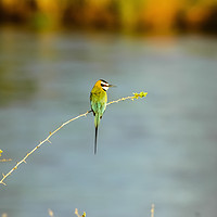 Buy canvas prints of White-throated Bee-eater by PhotoStock Israel