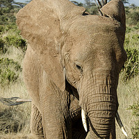 Buy canvas prints of Elephant, Samburu, Kenya by PhotoStock Israel