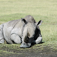 Buy canvas prints of Rhinoceros, lake naivasha, Kenya by PhotoStock Israel