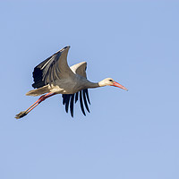 Buy canvas prints of White Stork (Ciconia ciconia) Israel by PhotoStock Israel