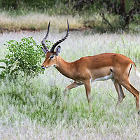 Buy canvas prints of male  impala (Aepyceros melampus). by PhotoStock Israel