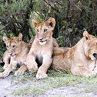 Buy canvas prints of Lion cubs (Panthera leo)  by PhotoStock Israel