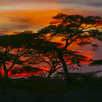 Buy canvas prints of Red African Sunset by PhotoStock Israel