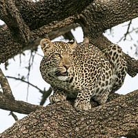 Buy canvas prints of leopard (Panthera pardus) on a tree.  by PhotoStock Israel