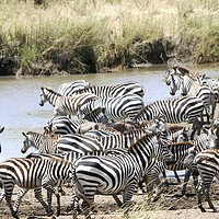 Buy canvas prints of annual migration Tanzania  by PhotoStock Israel