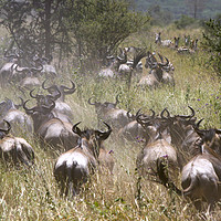 Buy canvas prints of Serengeti National Park by PhotoStock Israel
