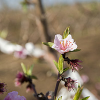 Buy canvas prints of almond blossoms by PhotoStock Israel