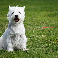 Buy canvas prints of West Highland White Terriers by PhotoStock Israel