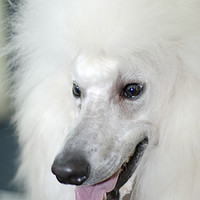 Buy canvas prints of standard white poodle  by PhotoStock Israel