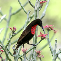 Buy canvas prints of sunbird, Lake Manyara National Park by PhotoStock Israel