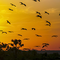Buy canvas prints of Africa, Kenya, birds at sunset by PhotoStock Israel