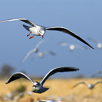 Buy canvas prints of Black-headed Gull (Larus ridibundus) by PhotoStock Israel