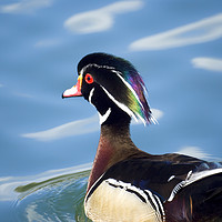 Buy canvas prints of male wood duck in a pond by PhotoStock Israel