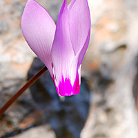 Buy canvas prints of Persian Violet  by PhotoStock Israel