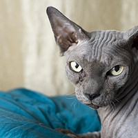 Buy canvas prints of Canadian Sphynx cat by PhotoStock Israel