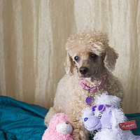 Buy canvas prints of Apricot Miniature Poodle  by PhotoStock Israel
