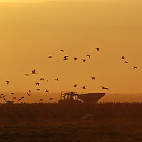 Buy canvas prints of silhouette of a flock of Eurasian Cranes  by PhotoStock Israel