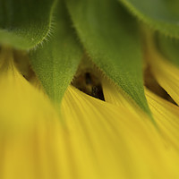 Buy canvas prints of Close up of a yellow sunflower by PhotoStock Israel