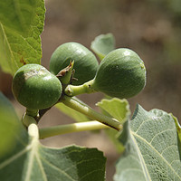 Buy canvas prints of Fig fruit and leaf by PhotoStock Israel