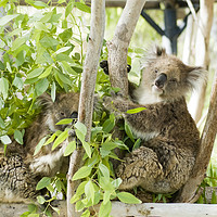 Buy canvas prints of Female Koala in an Eucalyptus tree by PhotoStock Israel