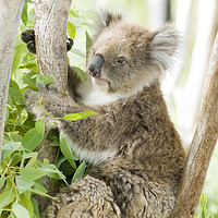 Buy canvas prints of Female Koala in an Eucalyptus tree by PhotoStock Israel