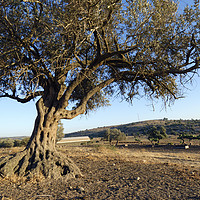 Buy canvas prints of Israel, Lachish Olive tree by PhotoStock Israel